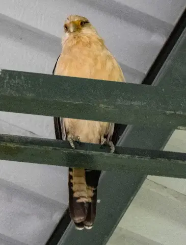 Caracara Cabeciamarillo