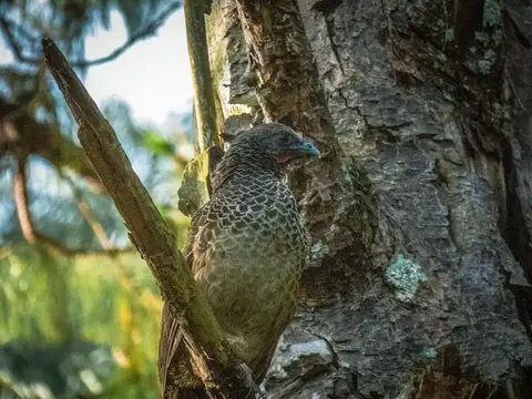 Chachalaca Colombiana