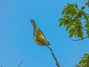 Picoplano Pechiamarillo