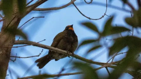 Semillero Cariamarillo