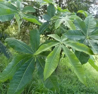 Ceiba De Tierra Fria