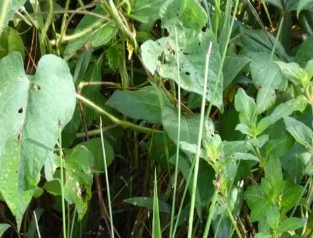 Falso Alforfon Trepador